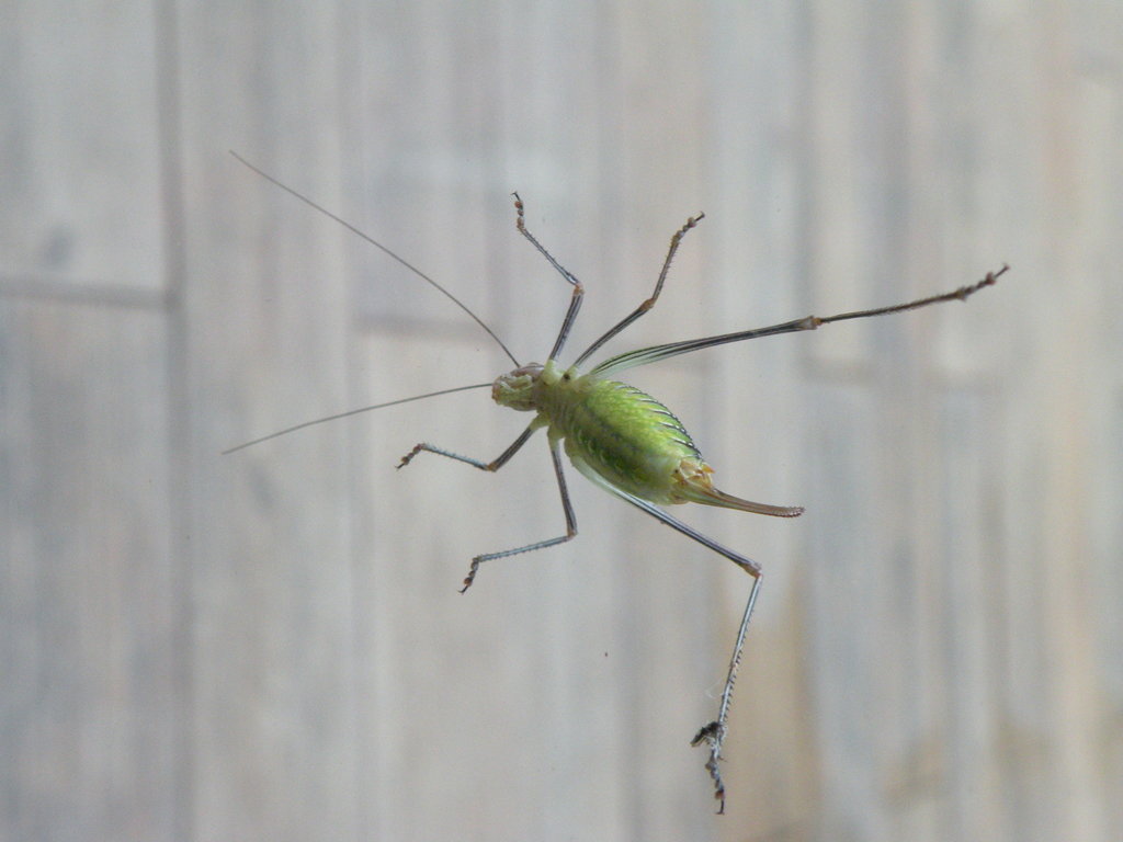 spoon-tailed short-winged katydid
