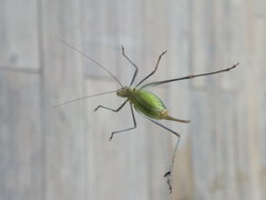 Obolopteryx catinata