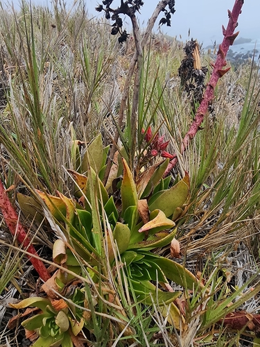 Dudleya palmeri