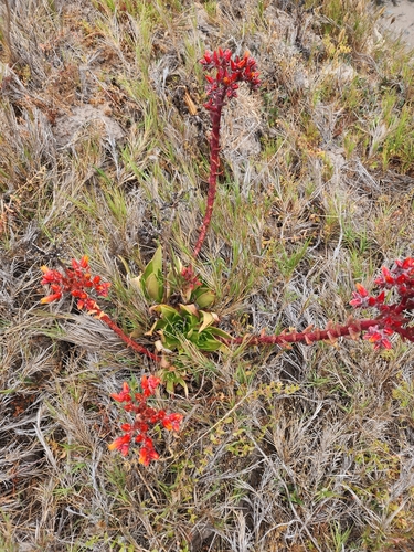 Dudleya palmeri