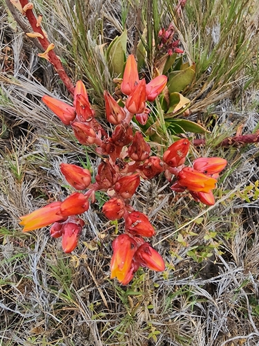 Dudleya palmeri