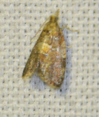 Pseudargyrotoza conwagana