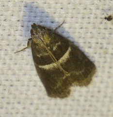 Elegia similella