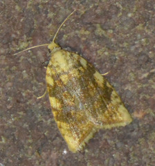 Aleimma loeflingiana