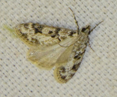 Eudonia delunella
