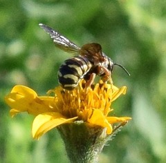 Dianthidium