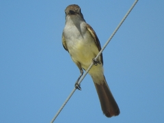 Myiarchus tyrannulus