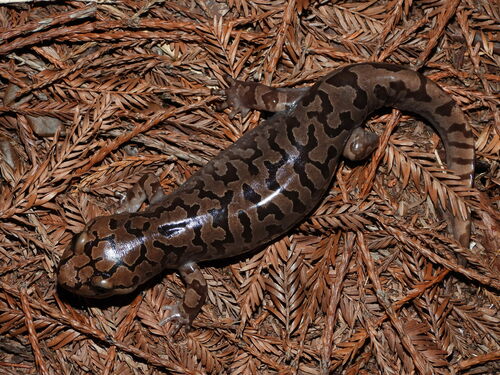 Pacific Giant Salamander