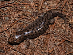Coastal Giant Salamander photo 2