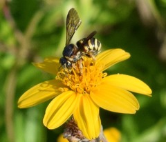 Dianthidium