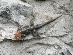 Agama turuensis