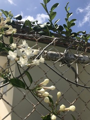 Stephanotis floribunda