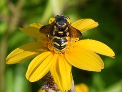 Dianthidium