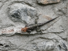 Agama turuensis