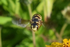Dianthidium