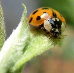 Harmonia axyridis