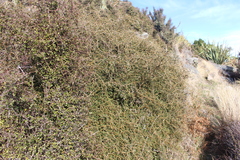 Sophora prostrata