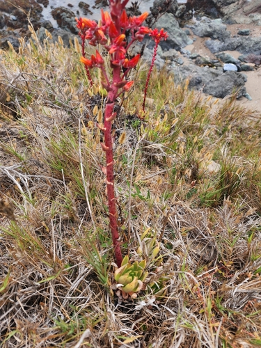Dudleya palmeri