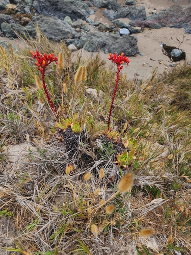 Dudleya palmeri