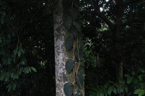 Jiboia