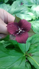 Trillium