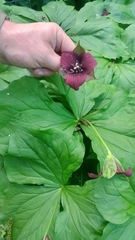 Trillium