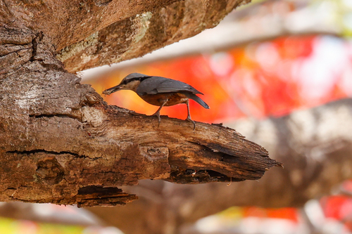 Indian Nuthatch (Sitta castanea), photo 4