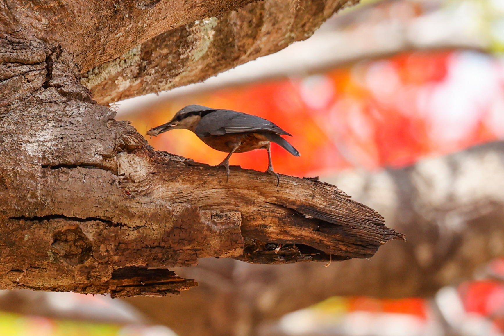 Indian Nuthatch