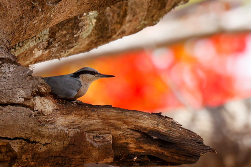 Indian Nuthatch (Sitta castanea), photo 6