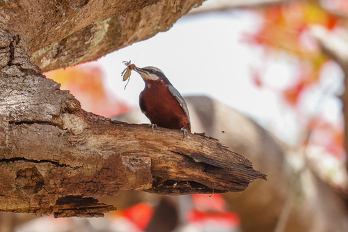 Indian Nuthatch (Sitta castanea), photo 3