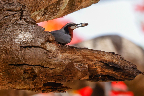 Indian Nuthatch (Sitta castanea), photo 9