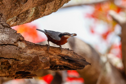 Indian Nuthatch (Sitta castanea), photo 10