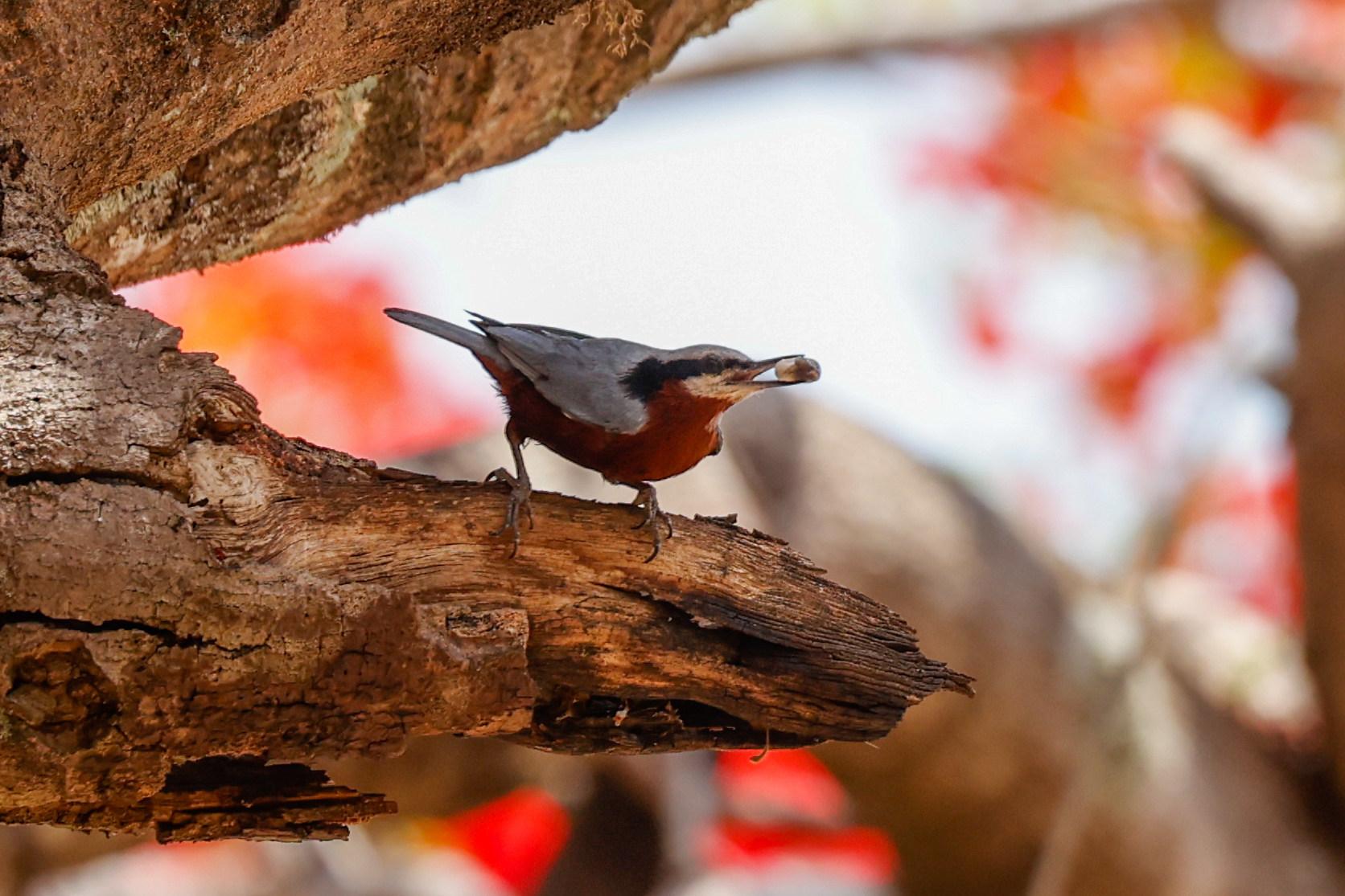 Indian Nuthatch