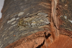 Peridea anceps