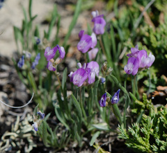 Astragalus spatulatus