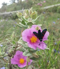 Zygaena lavandulae