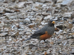 Chestnut-Bellied Thrush photo 5