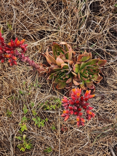 Image of Dudleya palmeri by (c) Trevor Harding, some rights reserved (CC BY)