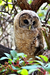 Strix occidentalis lucida