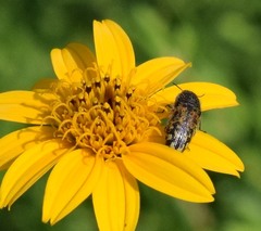 Acmaeodera mixta