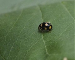 Brachiacantha ursina