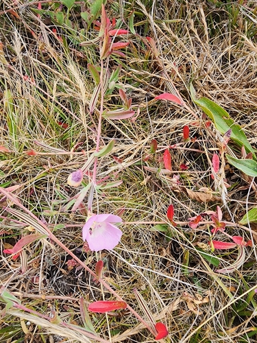 Prostrate clarkia (Clarkia prostrata)
