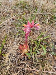 Dudleya palmeri