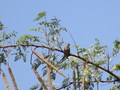 Urocolius macrourus
