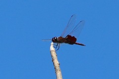Tramea carolina