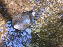 Actinemys marmorata pallida