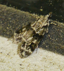 Eudonia delunella