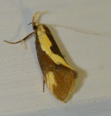 Harpella forficella