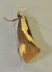 Harpella forficella
