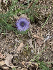 Globularia